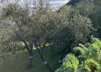 IMG-20230106-WA0029.jpg - Rustico Santa Margherita Ligure - foto 12