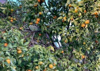 IMG-20230106-WA0030.jpg - Rustico Santa Margherita Ligure - foto 13