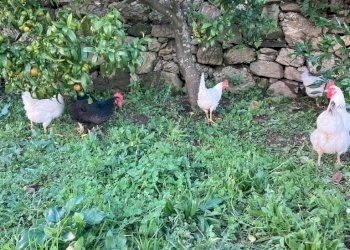 IMG-20230106-WA0031.jpg - Rustico Santa Margherita Ligure - foto 14