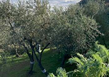 IMG-20230106-WA0033.jpg - Rustico Santa Margherita Ligure - foto 16