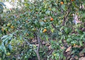 IMG-20230106-WA0034.jpg - Rustico Santa Margherita Ligure - foto 17