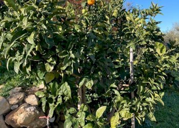 IMG-20230106-WA0035.jpg - Rustico Santa Margherita Ligure - foto 18