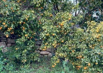 IMG-20230106-WA0024.jpg - Rustico Santa Margherita Ligure - foto 19