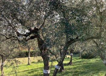 IMG-20230106-WA0038.jpg - Rustico Santa Margherita Ligure - foto 24