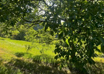 Casa semi indipendente Borgata Enfous, 7, Pomaretto - foto 34