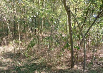 Terreno agricolo strada Vecchia Torino, 98, Bra - foto 5