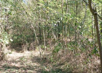 Terreno agricolo strada Vecchia Torino, 98, Bra - foto 6