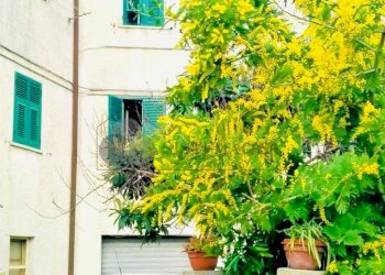 WhatsApp Image 2024-03-01 at 09.11.49 (1).jpeg - Bilocale via crociata snc, Sarzana - foto 18