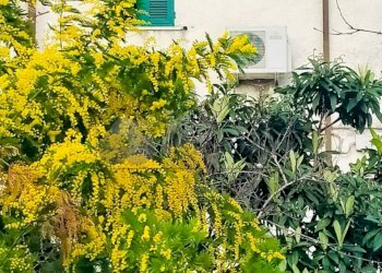 WhatsApp Image 2024-03-01 at 09.11.50.jpeg - Bilocale via crociata snc, Sarzana - foto 20