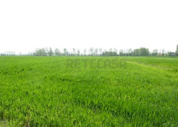 Terreno agricolo - Terreno agricolo Montecchio Maggiore - foto 1