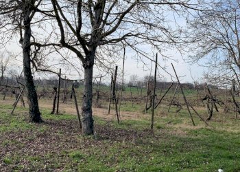 Terreno agricolo Reggio nell'Emilia - foto 1