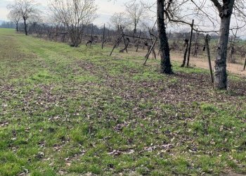 Terreno agricolo Reggio nell'Emilia - foto 4