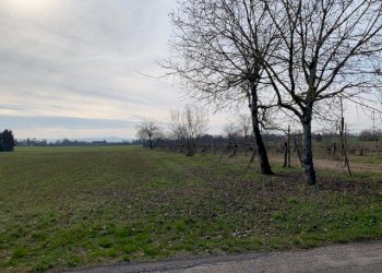 Terreno agricolo Reggio nell'Emilia - foto 5