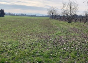 Terreno agricolo Reggio nell'Emilia - foto 3