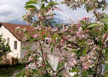 Casale Strada San pietro 
 Apricale, IM, Apricale - foto 22