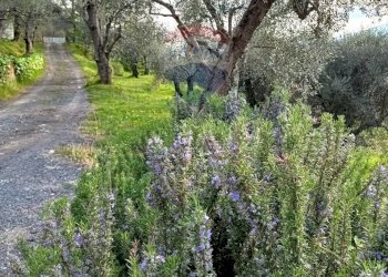Casale Strada San pietro 
 Apricale, IM, Apricale - foto 24