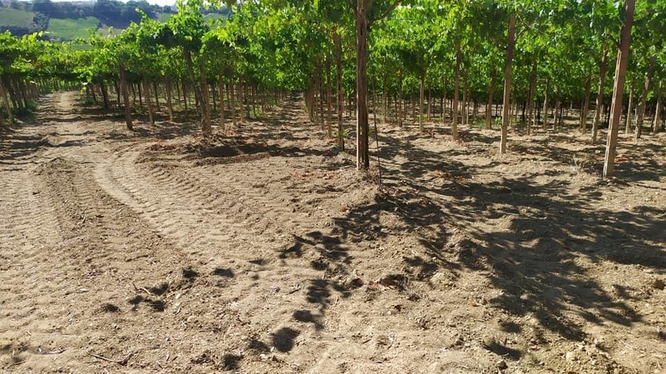 216419885_10159445799272208_1362476377314486638_n. - Agricultural land VIALE MAIELLA, Miglianico - photo 2