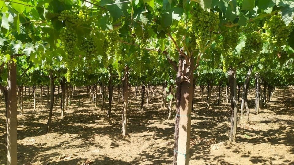 216426540_10159445799107208_6382593836344326526_n. - Agricultural land VIALE MAIELLA, Miglianico - photo 3