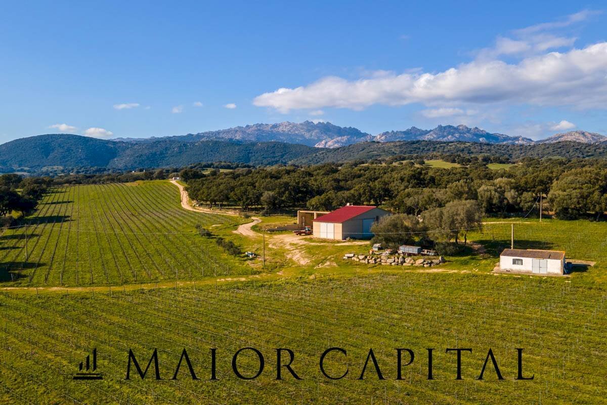 Azienda agricola Località San Michele, Berchidda - foto 1