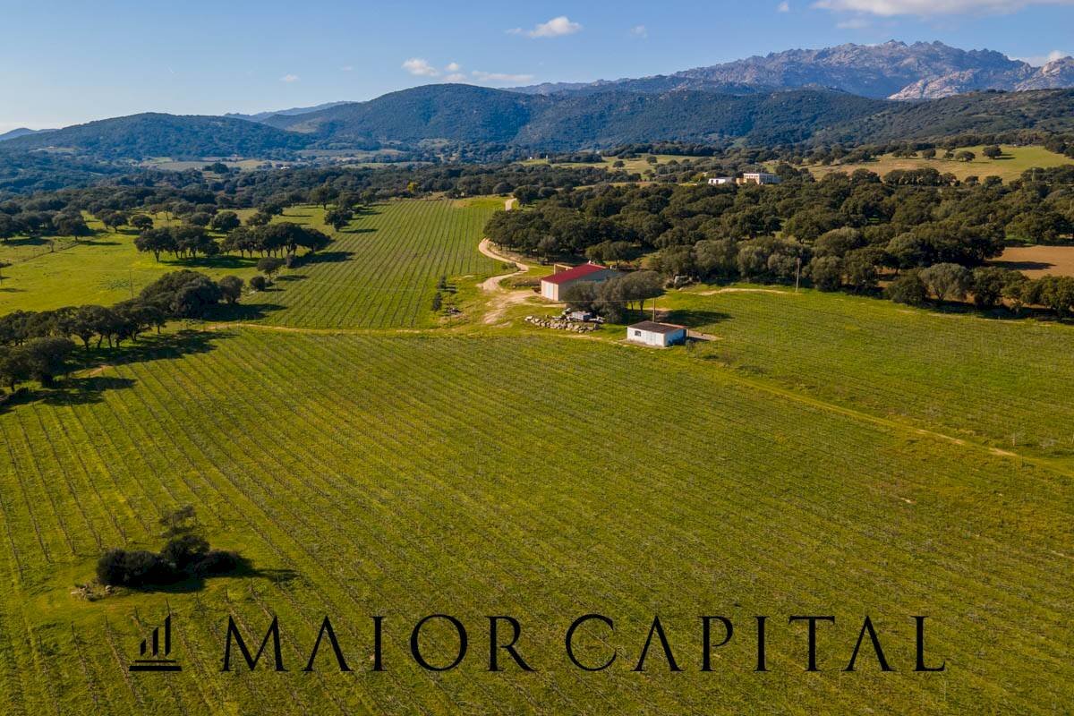 Azienda agricola Località San Michele, Berchidda - foto 2