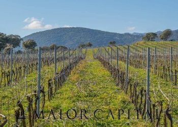 Azienda agricola Località San Michele, Berchidda - foto 6