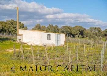 Azienda agricola Località San Michele, Berchidda - foto 8