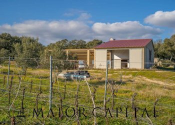 Azienda agricola Località San Michele, Berchidda - foto 13