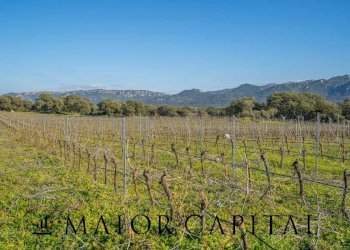 Azienda agricola Località San Michele, Berchidda - foto 25