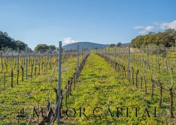 Azienda agricola Località San Michele, Berchidda - foto 26