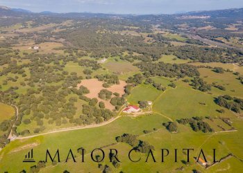 Azienda agricola Località San Michele, Berchidda - foto 30