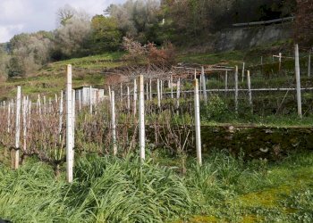 Terreno edificabile Via San Martino, Soldano - foto 4