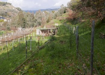 Terreno edificabile Via San Martino, Soldano - foto 6