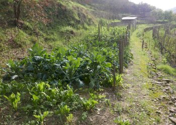 Terreno edificabile Via San Martino, Soldano - foto 9