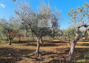 20221020_095331.jpg - Baita Via Pergolo 66, Martina Franca - photo 9