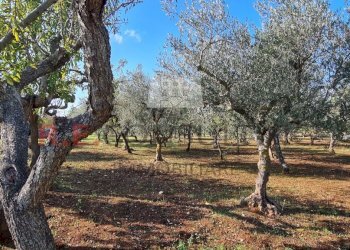 20221020_095339.jpg - Baita Via Pergolo 66, Martina Franca - photo 10