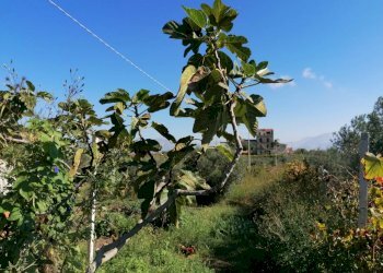 20221020113124-703840-39.jpg - Rustico Partinico - foto 27