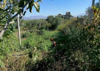 20221020113128-703840-40.jpg - Rustico Partinico - foto 28