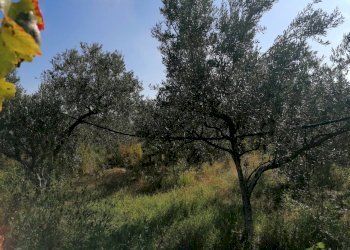 20221020113132-703840-41.jpg - Rustico Partinico - foto 29