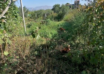 20221020113135-703840-42.jpg - Rustico Partinico - foto 30