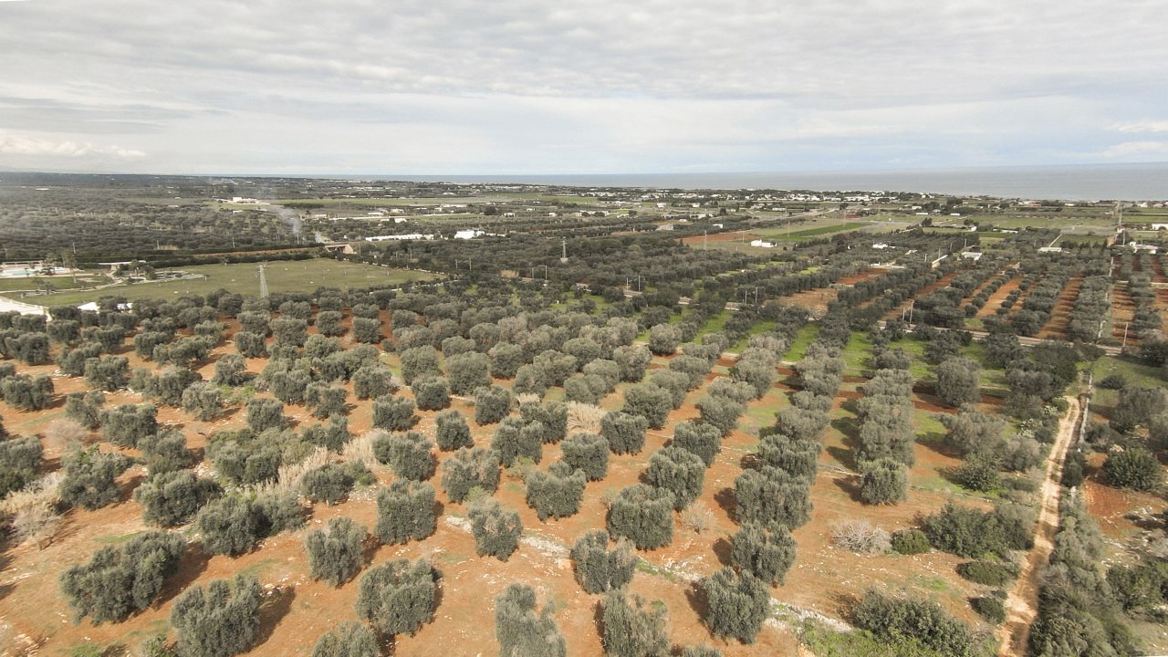 1823.JPG - Terreno edificabile Carovigno - foto 3