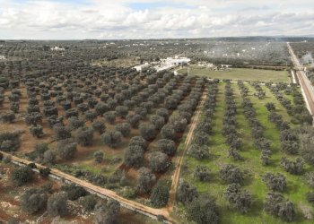 1821.JPG - Terreno edificabile Carovigno - foto 1