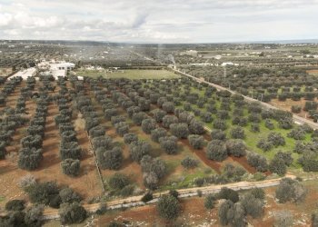 1822.JPG - Terreno edificabile Carovigno - foto 2