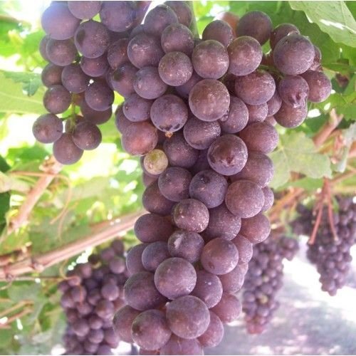 Agricultural land Udine - photo 2