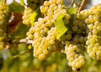 Vigneto Udine - foto 4