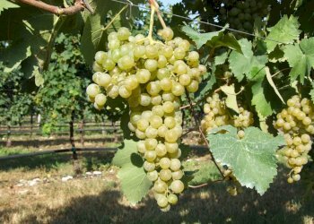 Vigneto Udine - foto 1