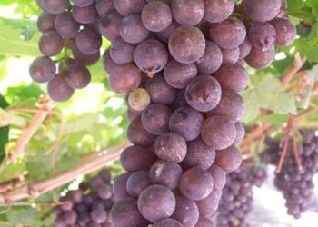 Vigneto Udine - foto 2