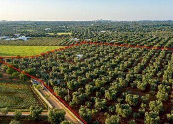 9b2c18e1-f63d-4480-90f9-2aea66c6cfc9.JPG - Terreno edificabile Contrada Correo, Carovigno - foto 1