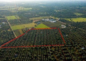 28db9c38-984e-482d-afcf-6860530d0a6f.JPG - Terreno edificabile Contrada Correo, Carovigno - foto 2