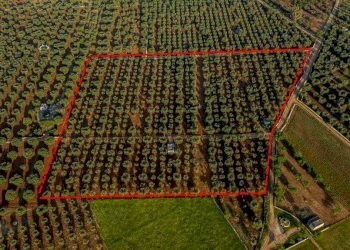 c967071a-e42b-4139-96e3-77a6f434775f.JPG - Terreno edificabile Contrada Correo, Carovigno - foto 3