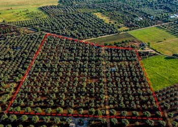 eaea3758-dd69-4bd7-8768-b66b899fc947.JPG - Terreno edificabile Contrada Correo, Carovigno - foto 4